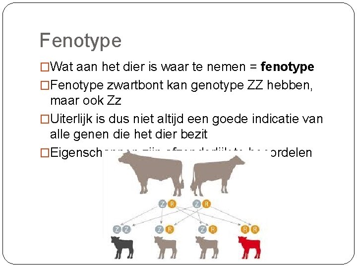 Fenotype �Wat aan het dier is waar te nemen = fenotype �Fenotype zwartbont kan