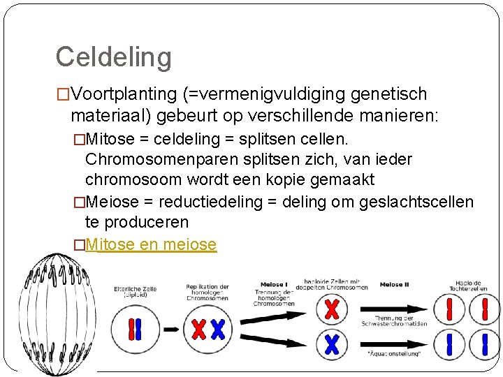 Celdeling �Voortplanting (=vermenigvuldiging genetisch materiaal) gebeurt op verschillende manieren: �Mitose = celdeling = splitsen