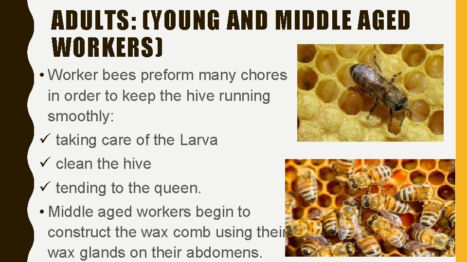 ADULTS: (YOUNG AND MIDDLE AGED WORKERS) • Worker bees preform many chores in order