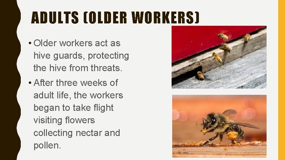 ADULTS (OLDER WORKERS) • Older workers act as hive guards, protecting the hive from