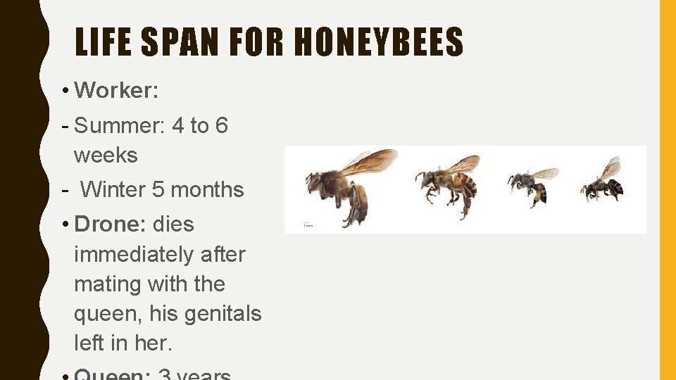 LIFE SPAN FOR HONEYBEES • Worker: - Summer: 4 to 6 weeks - Winter