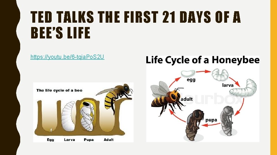 TED TALKS THE FIRST 21 DAYS OF A BEE’S LIFE https: //youtu. be/6 -tqia.