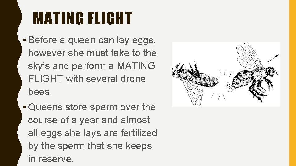 MATING FLIGHT • Before a queen can lay eggs, however she must take to