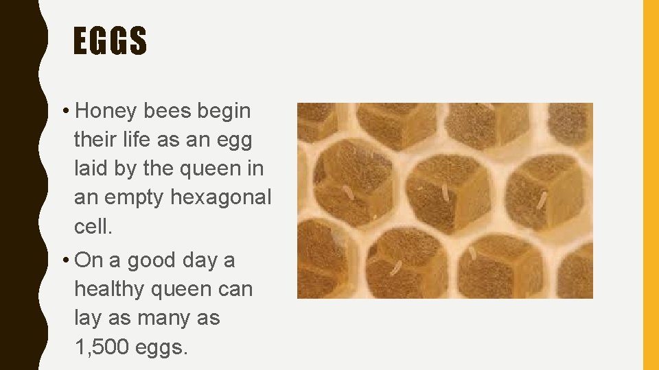 EGGS • Honey bees begin their life as an egg laid by the queen