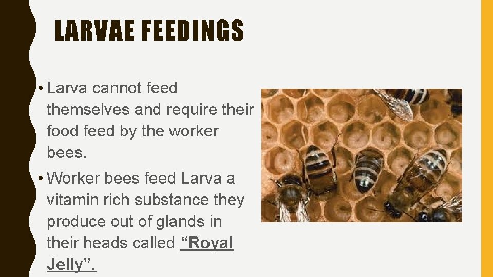 LARVAE FEEDINGS • Larva cannot feed themselves and require their food feed by the