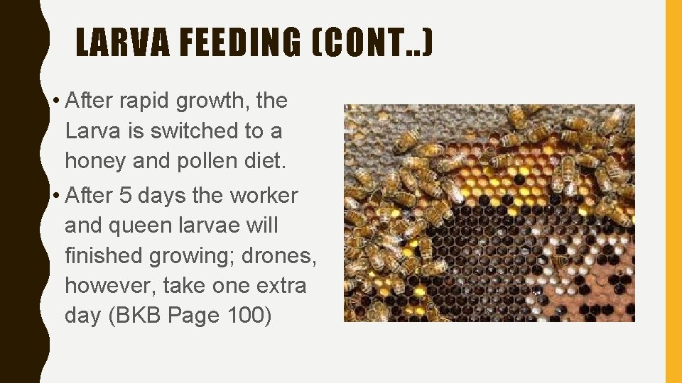 LARVA FEEDING (CONT. . ) • After rapid growth, the Larva is switched to