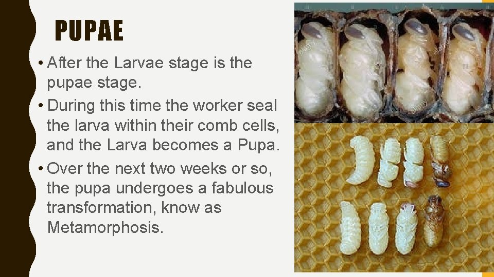 PUPAE • After the Larvae stage is the pupae stage. • During this time