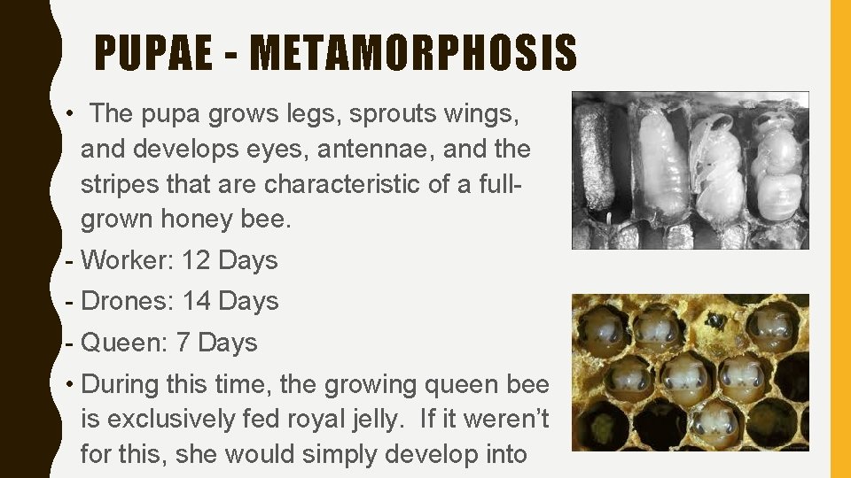 PUPAE - METAMORPHOSIS • The pupa grows legs, sprouts wings, and develops eyes, antennae,