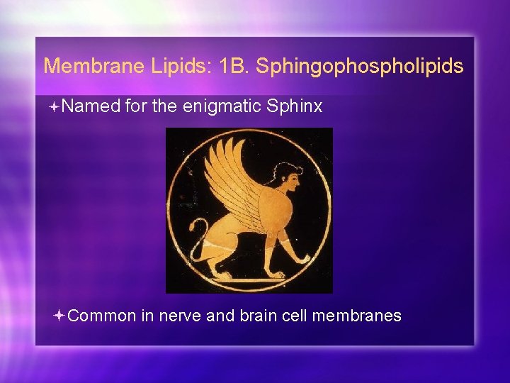 Membrane Lipids: 1 B. Sphingophospholipids Named for the enigmatic Sphinx Common in nerve and