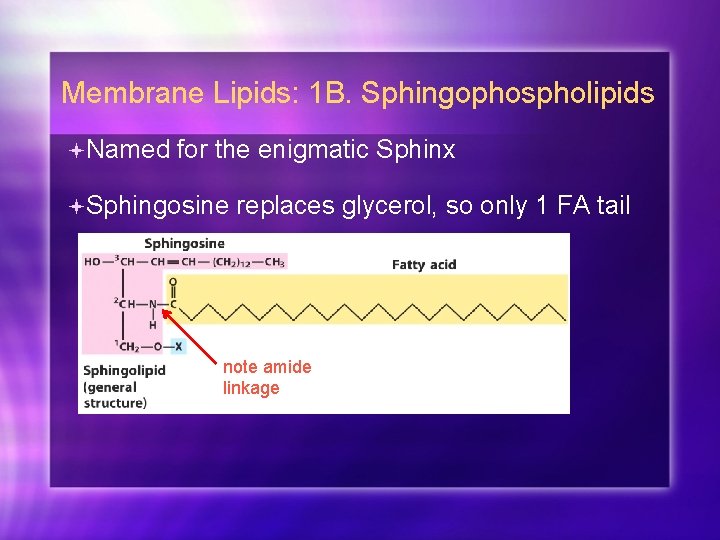 Membrane Lipids: 1 B. Sphingophospholipids Named for the enigmatic Sphinx Sphingosine replaces glycerol, so