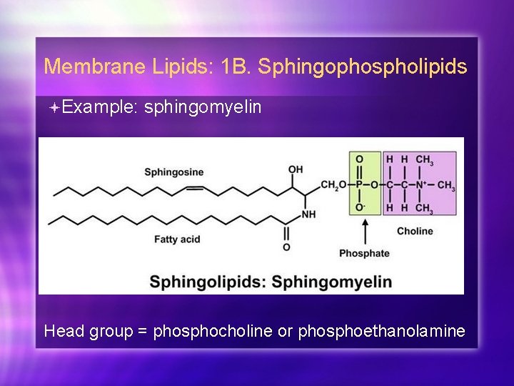 Membrane Lipids: 1 B. Sphingophospholipids Example: sphingomyelin Head group = phosphocholine or phosphoethanolamine 