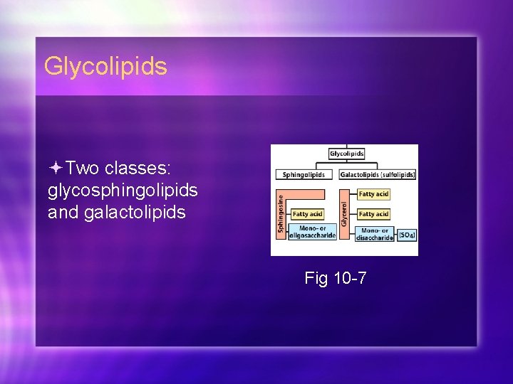 Glycolipids Two classes: glycosphingolipids and galactolipids Fig 10 -7 