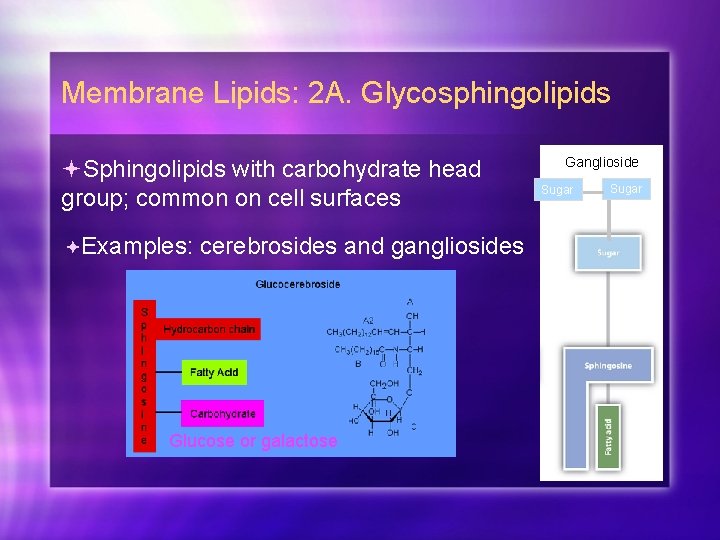 Membrane Lipids: 2 A. Glycosphingolipids Sphingolipids with carbohydrate head group; common on cell surfaces