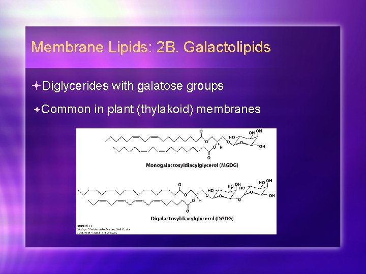 Membrane Lipids: 2 B. Galactolipids Diglycerides with galatose groups Common in plant (thylakoid) membranes