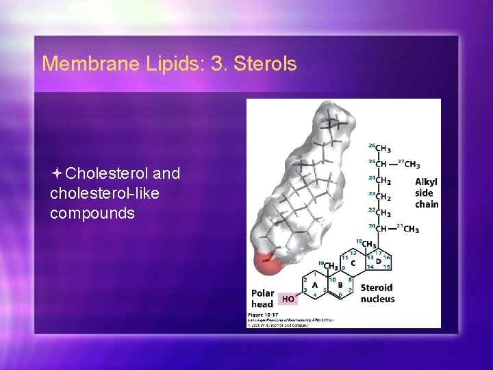 Membrane Lipids: 3. Sterols Cholesterol and cholesterol-like compounds 