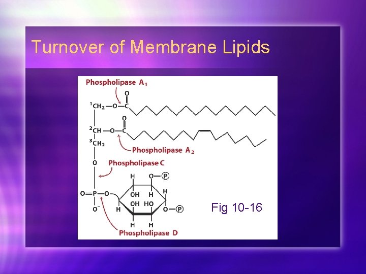 Turnover of Membrane Lipids Fig 10 -16 