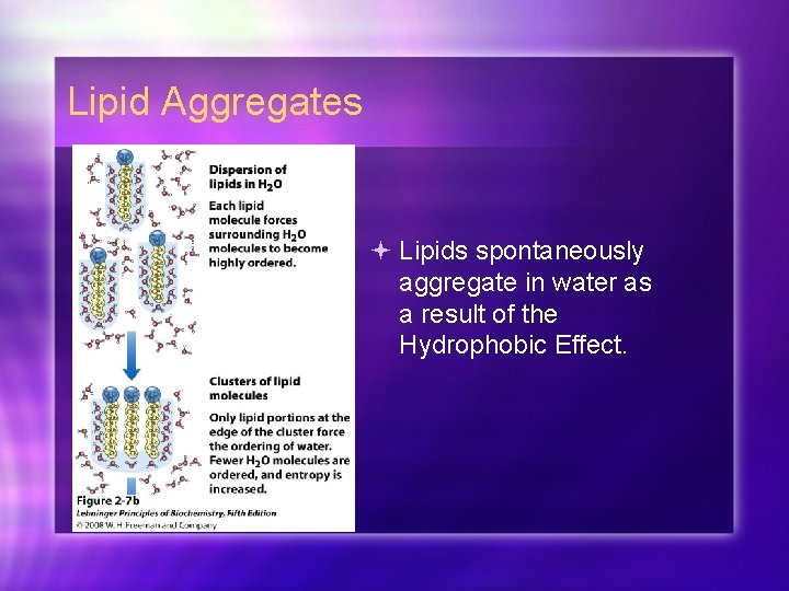 Lipid Aggregates Lipids spontaneously aggregate in water as a result of the Hydrophobic Effect.