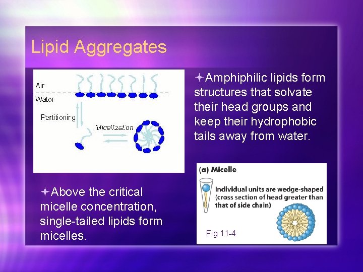 Lipid Aggregates Amphiphilic lipids form structures that solvate their head groups and keep their