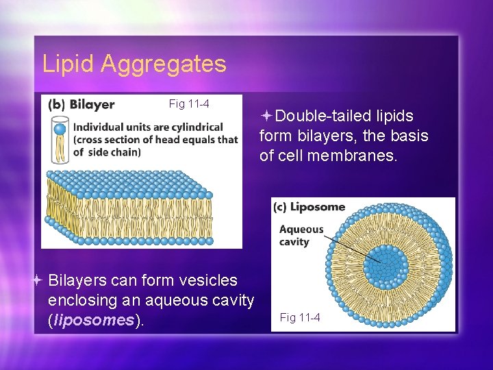 Lipid Aggregates Fig 11 -4 Bilayers can form vesicles enclosing an aqueous cavity (liposomes).