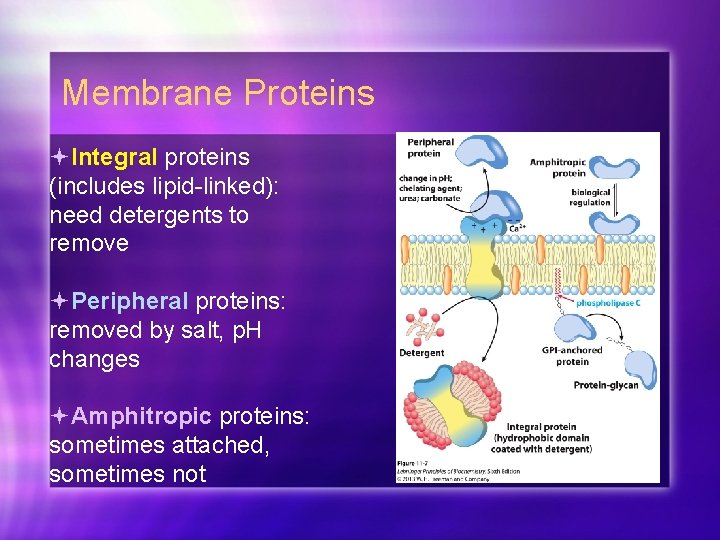 Membrane Proteins Integral proteins (includes lipid-linked): need detergents to remove Peripheral proteins: removed by