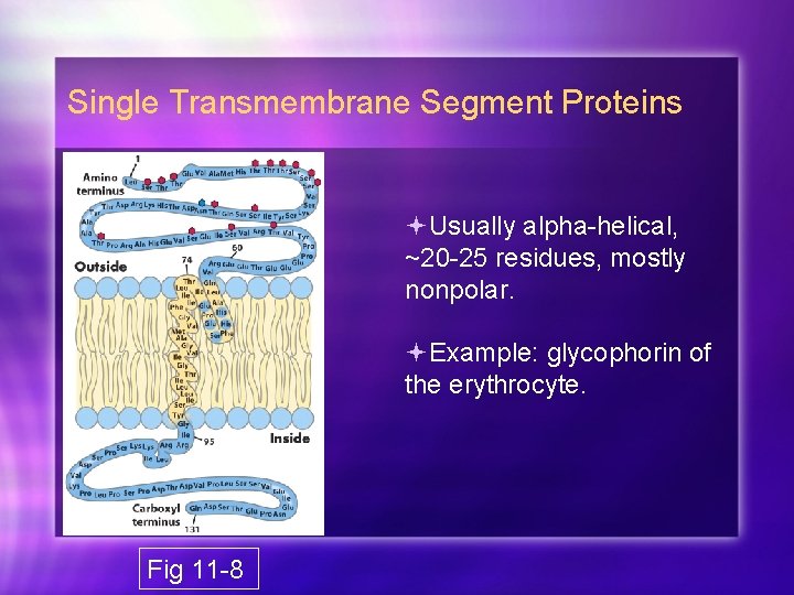 Single Transmembrane Segment Proteins Usually alpha-helical, ~20 -25 residues, mostly nonpolar. Example: glycophorin of