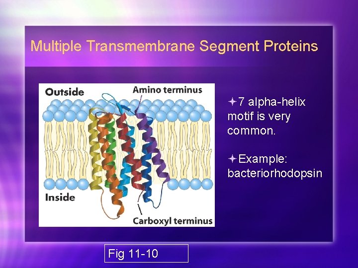 Multiple Transmembrane Segment Proteins 7 alpha-helix motif is very common. Example: bacteriorhodopsin Fig 11