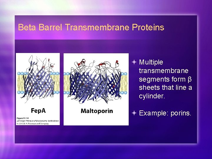 Beta Barrel Transmembrane Proteins Multiple transmembrane segments form β sheets that line a cylinder.