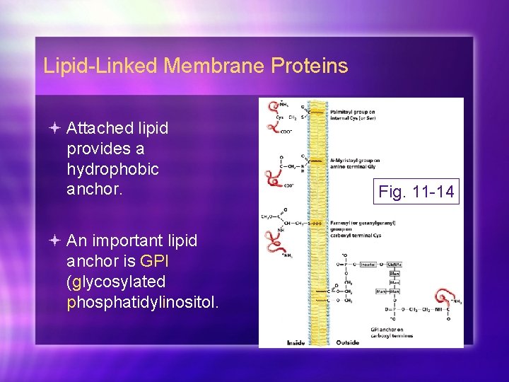 Lipid-Linked Membrane Proteins Attached lipid provides a hydrophobic anchor. An important lipid anchor is