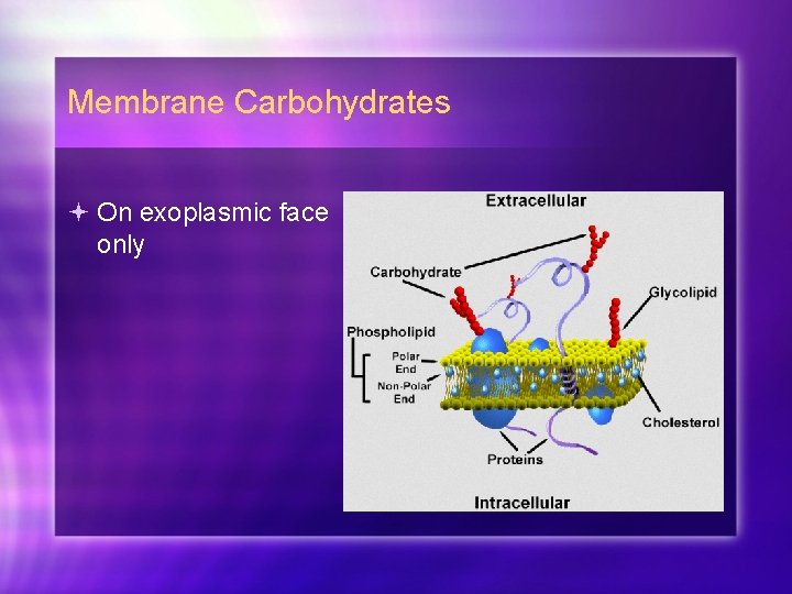 Membrane Carbohydrates On exoplasmic face only 