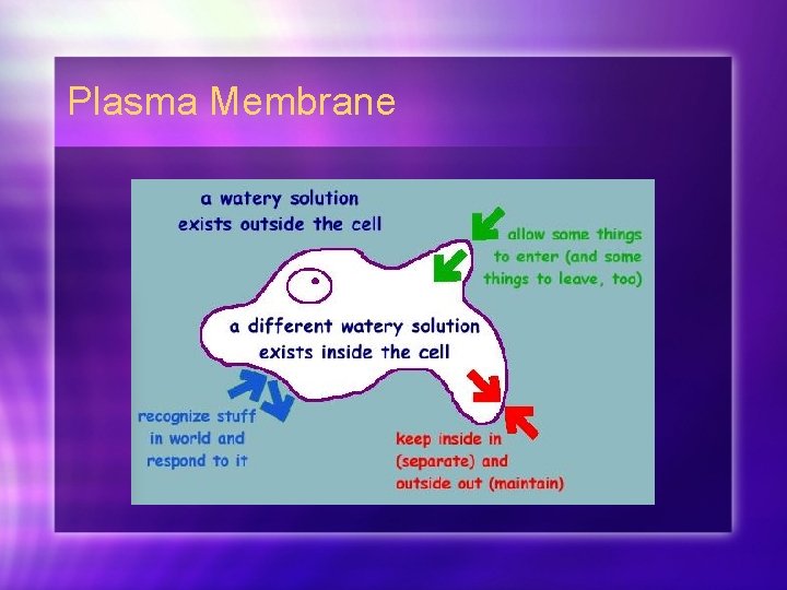 Plasma Membrane 
