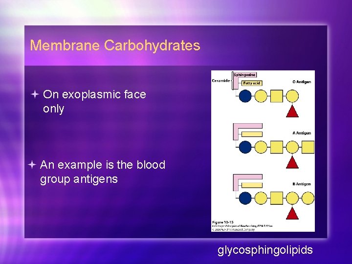 Membrane Carbohydrates On exoplasmic face only An example is the blood group antigens glycosphingolipids