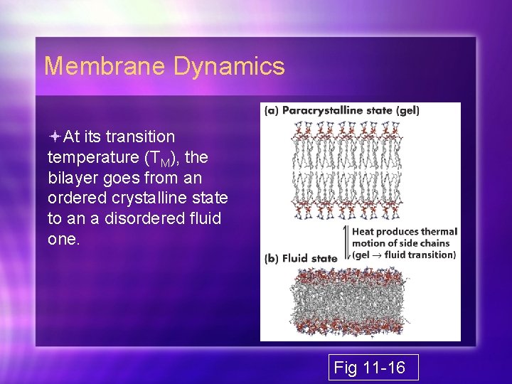 Membrane Dynamics At its transition temperature (TM), the bilayer goes from an ordered crystalline