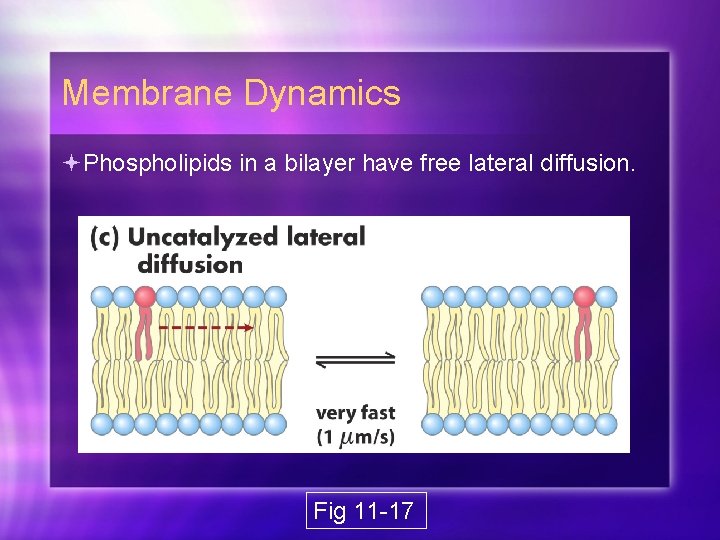 Membrane Dynamics Phospholipids in a bilayer have free lateral diffusion. Fig 11 -17 