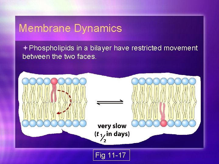 Membrane Dynamics Phospholipids in a bilayer have restricted movement between the two faces. Fig