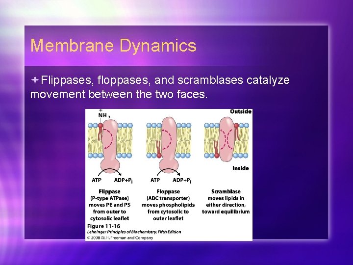 Membrane Dynamics Flippases, floppases, and scramblases catalyze movement between the two faces. 