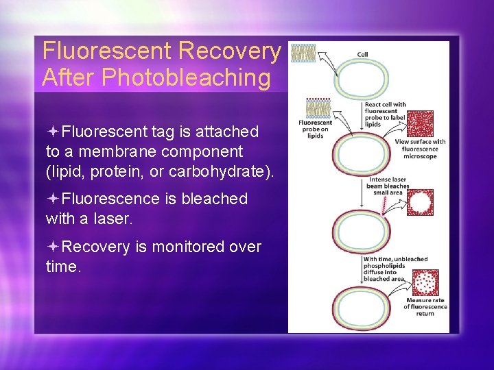 Fluorescent Recovery After Photobleaching Fluorescent tag is attached to a membrane component (lipid, protein,