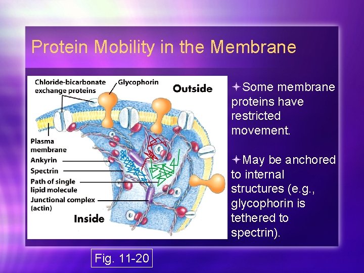 Protein Mobility in the Membrane Some membrane proteins have restricted movement. May be anchored