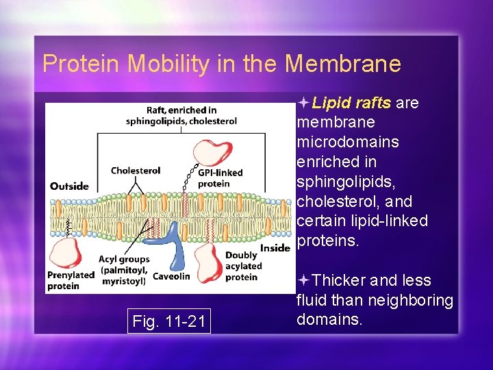 Protein Mobility in the Membrane Lipid rafts are membrane microdomains enriched in sphingolipids, cholesterol,