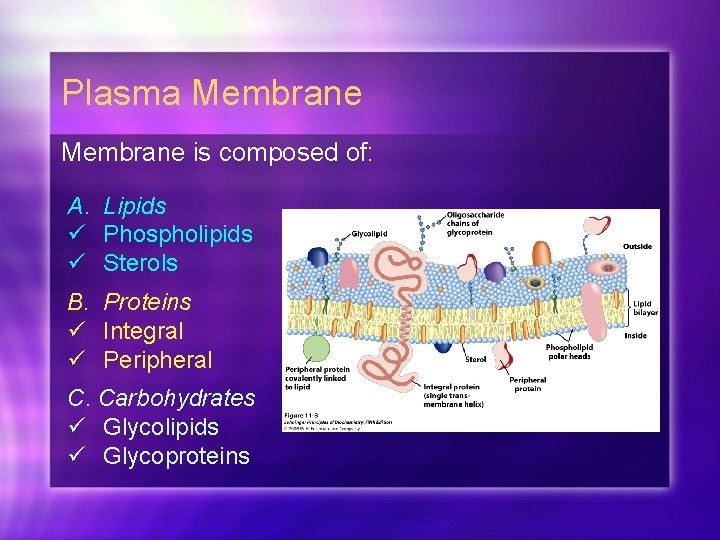 Plasma Membrane is composed of: A. Lipids ü Phospholipids ü Sterols B. Proteins ü