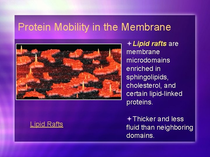 Protein Mobility in the Membrane Lipid rafts are membrane microdomains enriched in sphingolipids, cholesterol,