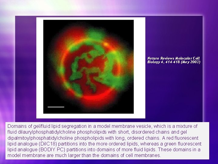 Nature Reviews Molecular Cell Biology 4, 414 -418 (May 2003) Domains of gel/fluid lipid