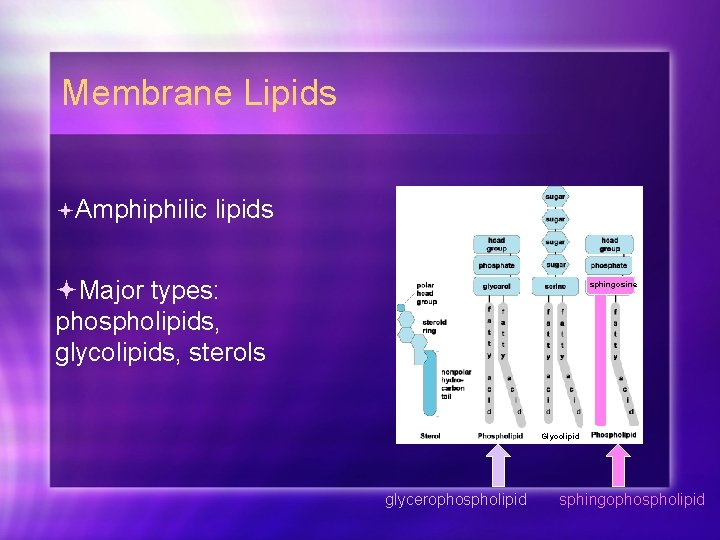 Membrane Lipids Amphiphilic lipids Major types: phospholipids, glycolipids, sterols sphingosine Glycolipid glycerophospholipid sphingophospholipid 