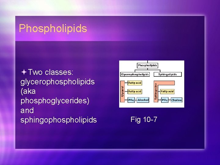 Phospholipids Two classes: glycerophospholipids (aka phosphoglycerides) and sphingophospholipids Fig 10 -7 