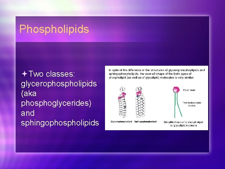 Phospholipids Two classes: glycerophospholipids (aka phosphoglycerides) and sphingophospholipids 