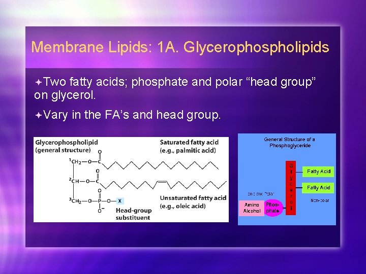 Membrane Lipids: 1 A. Glycerophospholipids Two fatty acids; phosphate and polar “head group” on