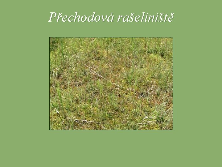 Přechodová rašeliniště 