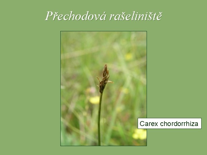 Přechodová rašeliniště Carex chordorrhiza 