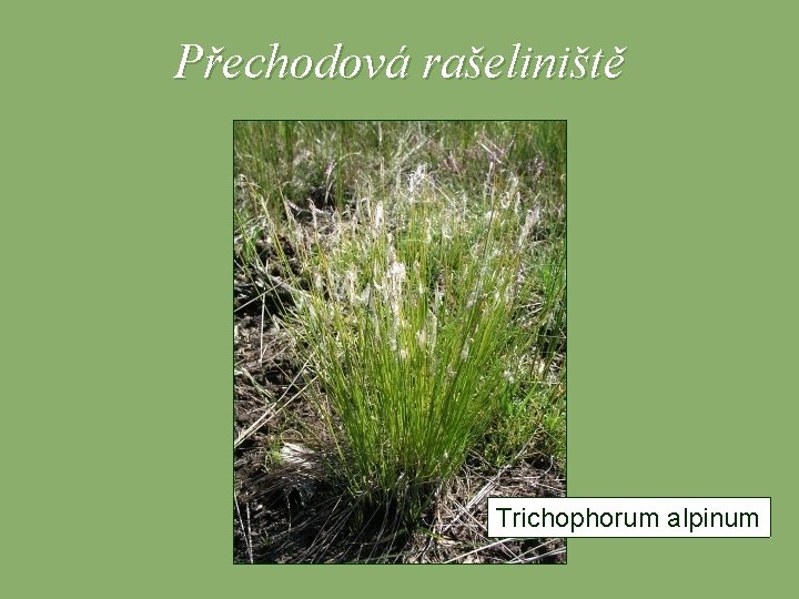 Přechodová rašeliniště Trichophorum alpinum 