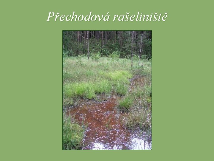 Přechodová rašeliniště 