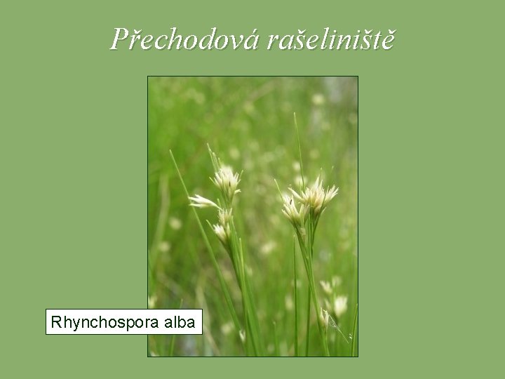 Přechodová rašeliniště Rhynchospora alba 